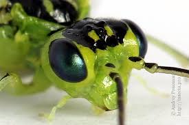 Attēlu rezultāti vaicājumam “Rhogogaster viridis”