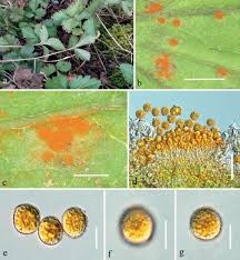 Attēlu rezultāti vaicājumam “Trachyspora intrusa”