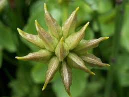 Attēlu rezultāti vaicājumam “Caltha palustris fruit”