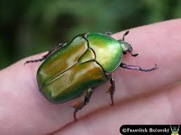 Attēlu rezultāti vaicājumam “Potosia cuprea”