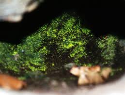 Attēlu rezultāti vaicājumam “Schistostega pennata”