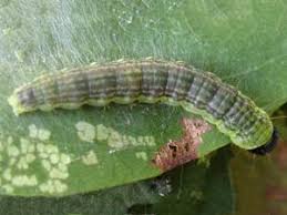 Attēlu rezultāti vaicājumam “Sciota fumella”