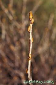 Attēlu rezultāti vaicājumam “Ribes alpinum”