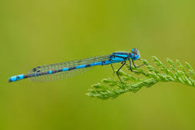 Attēlu rezultāti vaicājumam “Coenagrion armatum male”