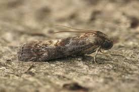 Attēlu rezultāti vaicājumam “Phycita roborella”