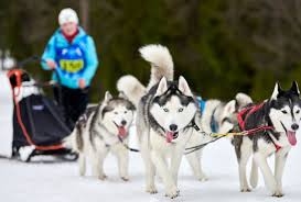 Image result for Team Ice Fire British Sled Dog Racing Team