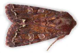 Attēlu rezultāti vaicājumam “Ceramica pisi larva”