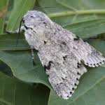 Attēlu rezultāti vaicājumam “Acronicta leporina”