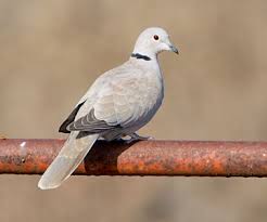 Attēlu rezultāti vaicājumam “Streptopelia decaocto adult”