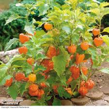 Attēlu rezultāti vaicājumam “Physalis alkekengi”