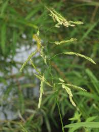 Attēlu rezultāti vaicājumam “Leersia oryzoides”