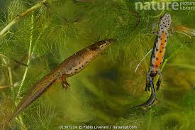 Attēlu rezultāti vaicājumam “Triturus vulgaris female”