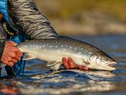 Image result for Salvelinus alpinus taranetzi