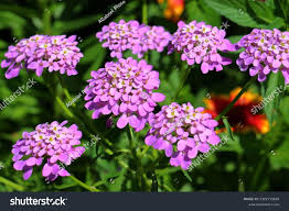 Image result for Iberis umbellata
