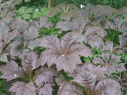 Image result for Rodgersia chocolate wings