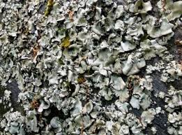 Attēlu rezultāti vaicājumam “Dermatocarpon miniatum”