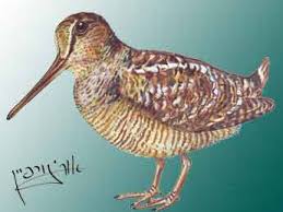 Attēlu rezultāti vaicājumam “Scolopax rusticola juvenile”