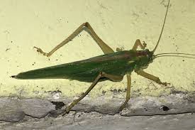 Attēlu rezultāti vaicājumam “Omocestus viridulus”