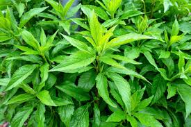 Attēlu rezultāti vaicājumam “Eupatorium cannabinum leaf”