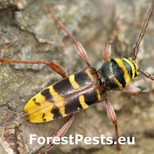 Attēlu rezultāti vaicājumam “Plagionotus detritus imago”