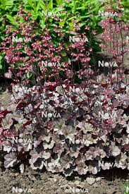 Image result for Heuchera `Swirling Fantasy`