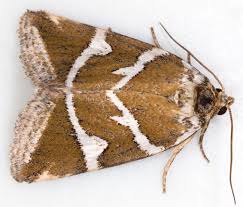 Attēlu rezultāti vaicājumam “Deltote bankiana”