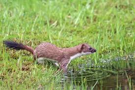 Attēlu rezultāti vaicājumam “Mustela erminea adult”