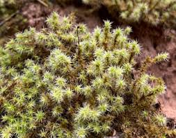 Attēlu rezultāti vaicājumam “Racomitrium canescens”