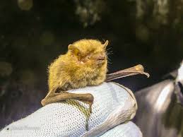 Attēlu rezultāti vaicājumam “Pipistrellus pygmaeus”