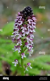 Attēlu rezultāti vaicājumam “Orchis ustulata”