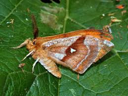 Attēlu rezultāti vaicājumam “Aglia tau”