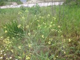 Attēlu rezultāti vaicājumam “Sisymbrium altissimum”