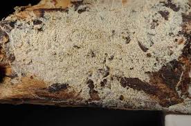 Attēlu rezultāti vaicājumam “Trechispora mollusca”