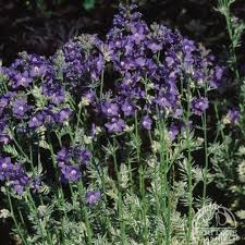 Attēlu rezultāti vaicājumam “Polemonium caeruleum flower”