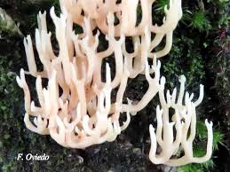 Attēlu rezultāti vaicājumam “Ramariopsis kunzei”