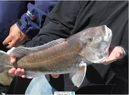 Image result for Tautoga onitis