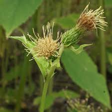 Attēlu rezultāti vaicājumam “Cirsium oleraceum leaf”