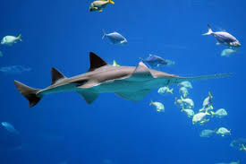 Image result for Pristis pristis