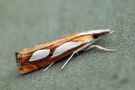 Attēlu rezultāti vaicājumam “Catoptria fulgidella”