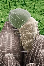 Attēlu rezultāti vaicājumam “Pieris brassicae larva”