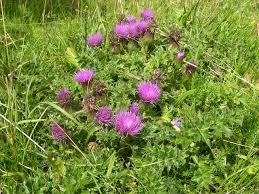 Attēlu rezultāti vaicājumam “Cirsium acaule”