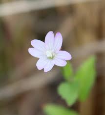 Attēlu rezultāti vaicājumam “Epilobium montanum flower”