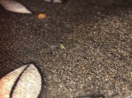 Attēlu rezultāti vaicājumam “Proutia betulina”