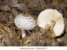 Attēlu rezultāti vaicājumam “Macrolepiota rhacodes”