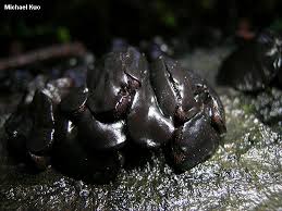 Attēlu rezultāti vaicājumam “Bulgaria inquinans”