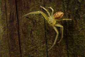 Attēlu rezultāti vaicājumam “Diaea dorsata”