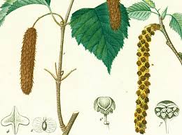 Attēlu rezultāti vaicājumam “Betula nana female flower”