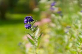 Attēlu rezultāti vaicājumam “Barbula”