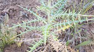 Image result for Ptilostemon afer