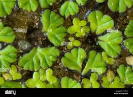 Attēlu rezultāti vaicājumam “Ricciocarpos natans”